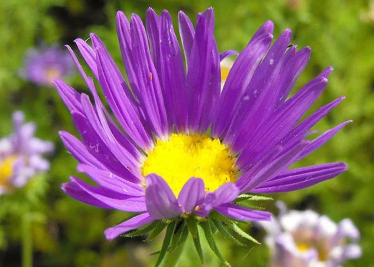 Machaeranthera tanacetifolia,Tahoka Daisy, Tansy-Aster, Tansey-Leaf Tansy-Aster, Aster tanacetifolius, Machaeranthera coronopifolia, Machaeranthera parthenium, Summer Perennials, Summer Flowers, Lavender Asters, Blue Asters