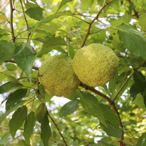 Maclura pomifera, Osage Orange, Bois d' Arc, Bodark, Horse Apple, Hedge Apple, Bowwood, Yellowwood, Naranjo Chino