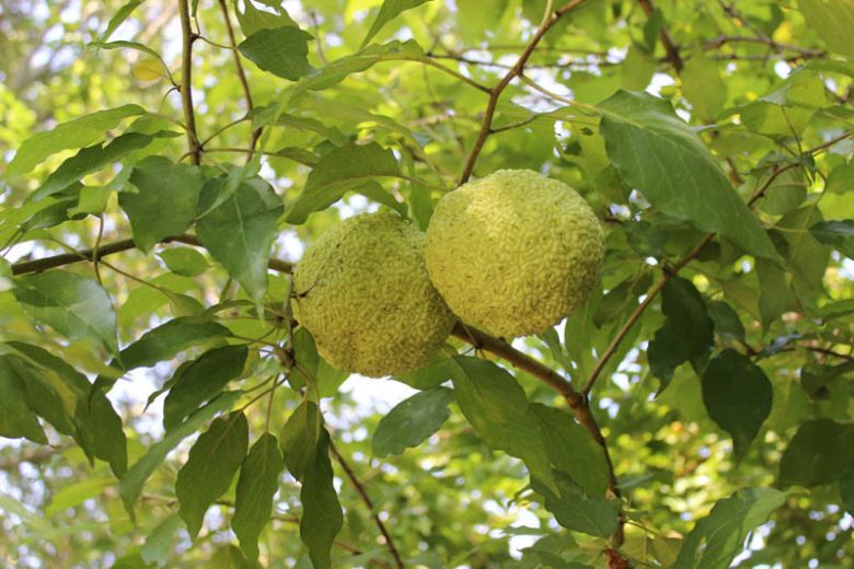 Maclura pomifera, Osage Orange, Bois d' Arc, Bodark, Horse Apple, Hedge Apple, Bowwood, Yellowwood, Naranjo Chino