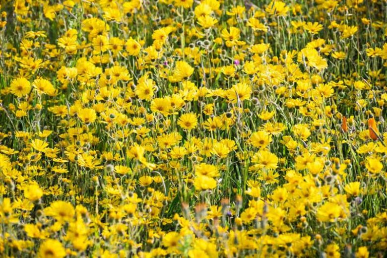 Madia elegans, Common Madia, Elegant Madia, Spring Madia, Tarweed, Drought tolerant plants, dry soil plants, heat tolerant plants, humidity tolerant plants, yellow flowers