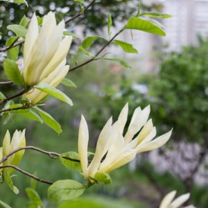 Magnolia acuminata, Cucumbertree, Cucumber Tree, Mountain Magnolia, Magnolia acuminata var. cordata, Magnolia acuminata var. subcordata