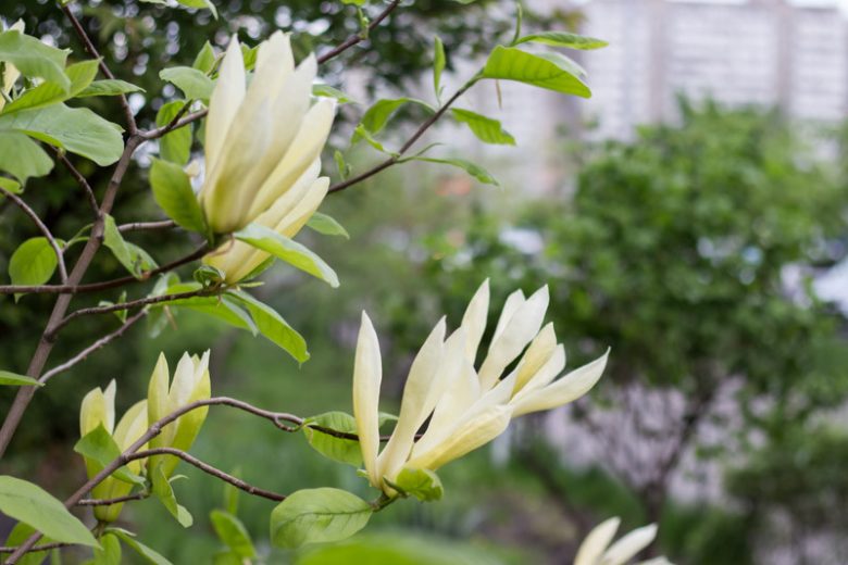 Magnolia acuminata, Cucumbertree, Cucumber Tree, Mountain Magnolia, Magnolia acuminata var. cordata, Magnolia acuminata var. subcordata