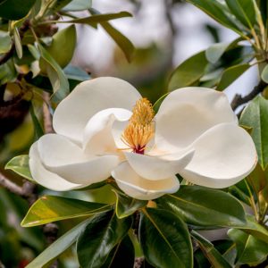 Magnolia grandiflora, Southern Magnolia, Evergreen Magnolia, Loblolly Magnolia, Great Laurel Magnolia, Big Laurel, Bull Bay