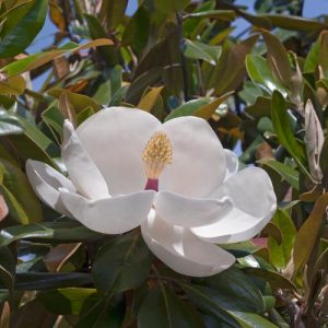 Magnolia grandiflora 'Exmouth', Southern Magnolia 'Exmouth', Evergreen Magnolia 'Exmouth', Loblolly Magnolia 'Exmouth', Great Laurel Magnolia 'Exmouth', Big Laurel 'Exmouth', Bull Bay 'Exmouth'