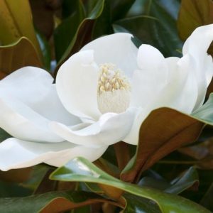 Magnolia grandiflora 'Kay Parris', Southern Magnolia 'Kay Parris', Evergreen Magnolia 'Kay Parris', Loblolly Magnolia 'Kay Parris', Great Laurel Magnolia 'Kay Parris', Big Laurel 'Kay Parris', Bull Bay 'Kay Parris'