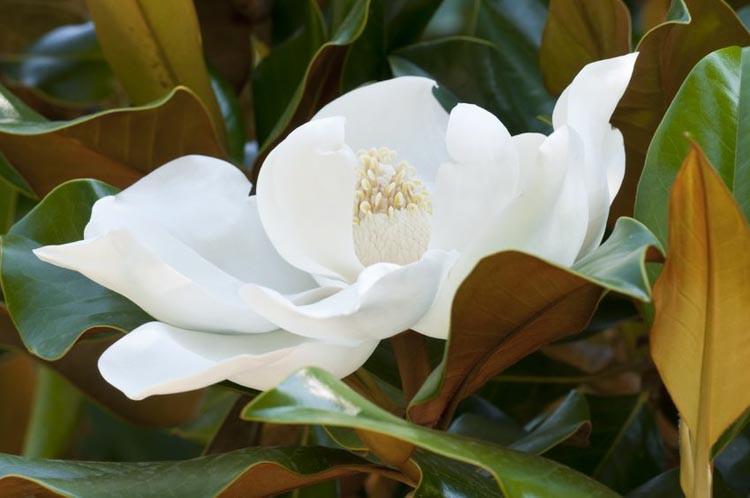 Magnolia grandiflora 'Kay Parris', Southern Magnolia 'Kay Parris', Evergreen Magnolia 'Kay Parris', Loblolly Magnolia 'Kay Parris', Great Laurel Magnolia 'Kay Parris', Big Laurel 'Kay Parris', Bull Bay 'Kay Parris'