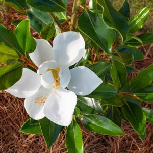 Magnolia grandiflora 'Little Gem', Southern Magnolia 'Little Gem', Evergreen Magnolia 'Little Gem', Loblolly Magnolia 'Little Gem', Great Laurel Magnolia 'Little Gem', Big Laurel 'Little Gem', Bull Bay 'Little Gem'