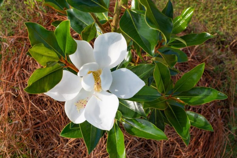Magnolia grandiflora 'Little Gem', Southern Magnolia 'Little Gem', Evergreen Magnolia 'Little Gem', Loblolly Magnolia 'Little Gem', Great Laurel Magnolia 'Little Gem', Big Laurel 'Little Gem', Bull Bay 'Little Gem'