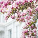 Magnolia, Magnolia Tree, Saucer Magnolia, Southern Magnolia, Star Magnolia, Loebner Magnolia, Sweet Bay Magnolia, Cucumber Tree