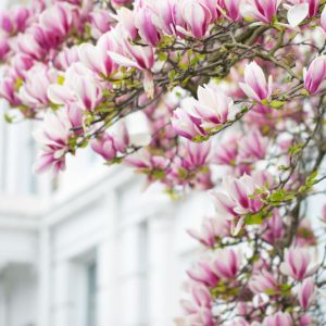 Magnolia, Magnolia Tree, Saucer Magnolia, Southern Magnolia, Star Magnolia, Loebner Magnolia, Sweet Bay Magnolia, Cucumber Tree
