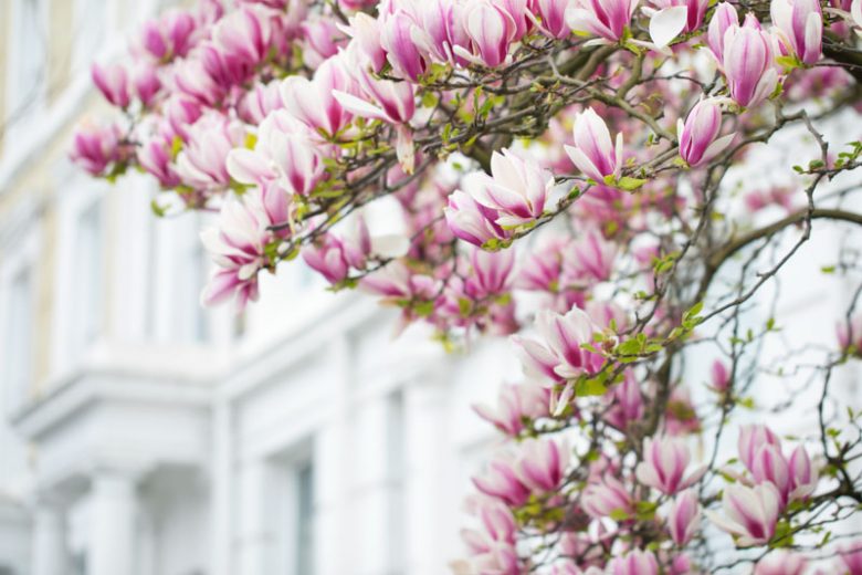 Magnolia, Magnolia Tree, Saucer Magnolia, Southern Magnolia, Star Magnolia, Loebner Magnolia, Sweet Bay Magnolia, Cucumber Tree