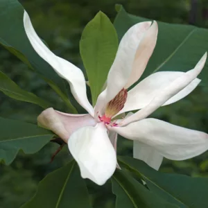 Magnolia macrophylla, Bigleaf Magnolia, Large-Leaved Cucumber Tree, Umbrella Tree