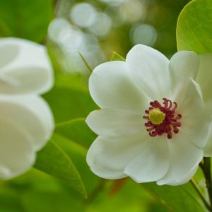 Magnolia sieboldii, Oyama Magnolia, Korean Mountain Magnolia, Siebold's Magnolia, White magnolia, White flowers, Fragrant Flowers