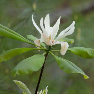 Magnolia tripetala, Umbrella Tree, Umbrella Magnolia, Magnolia virginiana var. tripetala