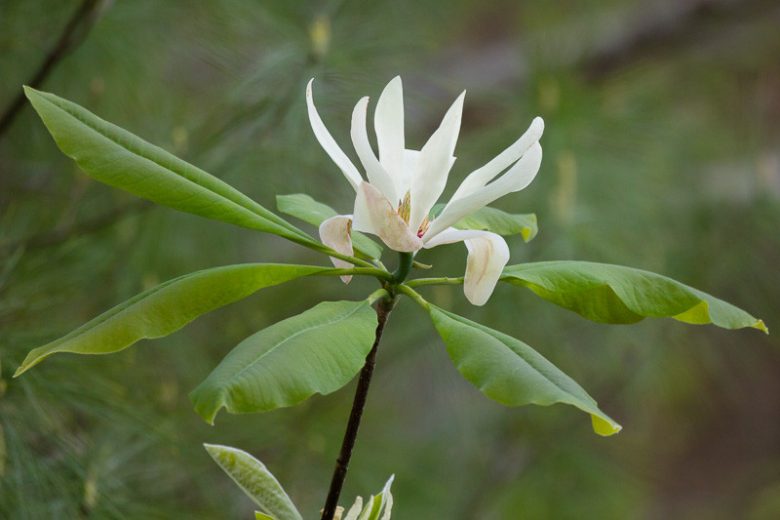 Magnolia tripetala, Umbrella Tree, Umbrella Magnolia, Magnolia virginiana var. tripetala