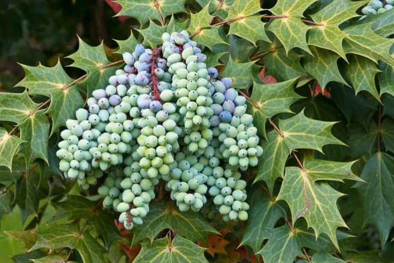 Mahonia bealei, Beal's Mahonia, Leatherleaf Mahonia, Berberis bealei , Mahonia japonica Bealei Group, Blue berries, Yellow Flowers, evergreen shrub