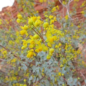 Mahonia fremontii, Fremont's Mahonia, Desert Mahonia, Desert Oregon-grape, Fremont Barberry, Holly Grape, Berberis fremontii, Berberis higginsiae, Mahonia higginsiae, Odostemon fremontii, Yellow Flowers, evergreen shrub