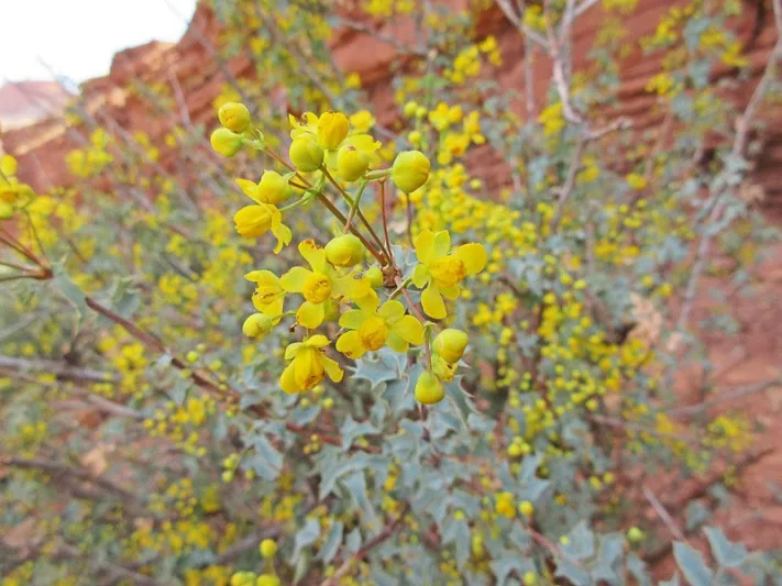 Mahonia fremontii, Fremont's Mahonia, Desert Mahonia, Desert Oregon-grape, Fremont Barberry, Holly Grape, Berberis fremontii, Berberis higginsiae, Mahonia higginsiae, Odostemon fremontii, Yellow Flowers, evergreen shrub