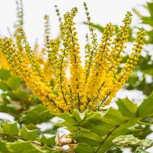 Mahonia japonica, Japanese Mahonia, Blue berries, Yellow Flowers, evergreen shrub