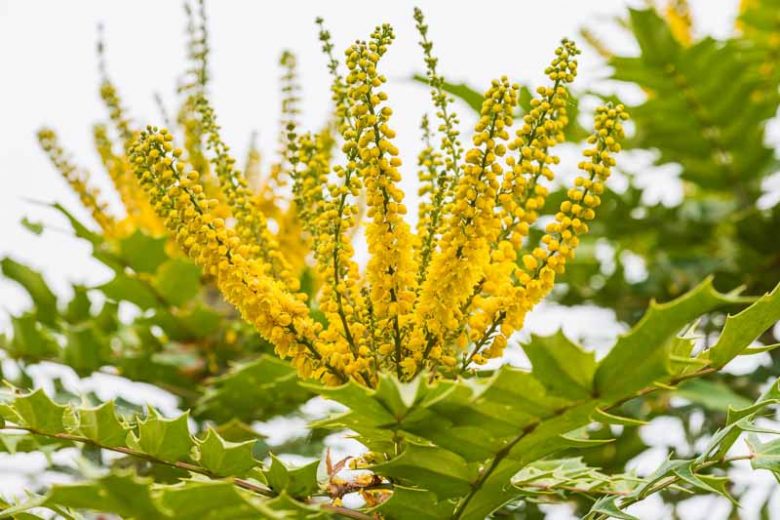 Mahonia japonica, Japanese Mahonia, Blue berries, Yellow Flowers, evergreen shrub