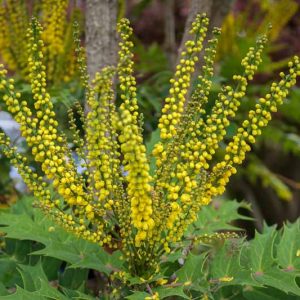 Mahonia media 'Charity', Oregon Grape 'Charity', Blue berries, Yellow Flowers, evergreen shrub