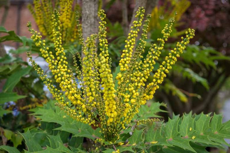 Mahonia media 'Charity', Oregon Grape 'Charity', Blue berries, Yellow Flowers, evergreen shrub