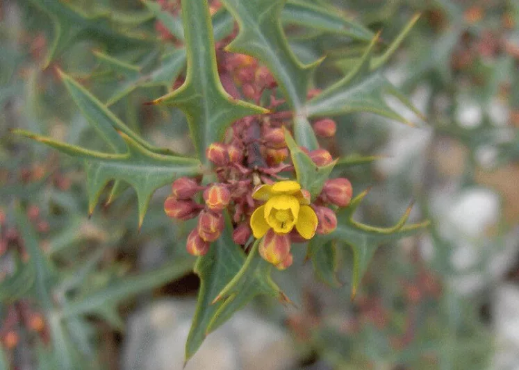 Mahonia trifoliolata, Agarita, Agarito, Algerita, Laredo Mahonia, Laredo Oregon-grape, Trifoliate Barberry, Wild Currant, Berberis trifoliolata,, Yellow Flowers, evergreen shrub
