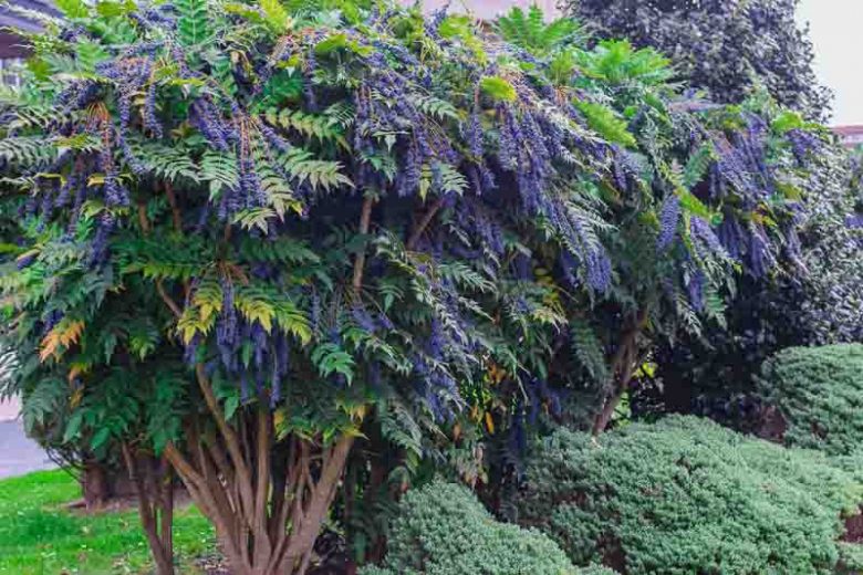 Mahonia media 'Buckland', Oregon Grape 'Buckland', Blue berries, Yellow Flowers, evergreen shrub