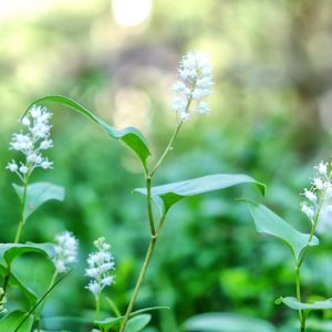 Maianthemum bifolium, False Lily of the Valley, Mayflower, May Lily, One-Blade, One-Leaf, Two-Leaved Lily of the Valley, Wild Lily of the Valley, Smilacina biflora