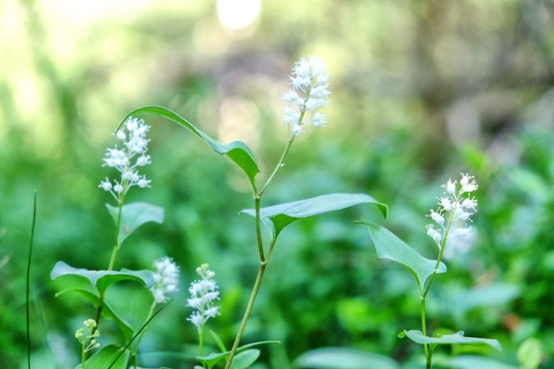 Maianthemum bifolium, False Lily of the Valley, Mayflower, May Lily, One-Blade, One-Leaf, Two-Leaved Lily of the Valley, Wild Lily of the Valley, Smilacina biflora