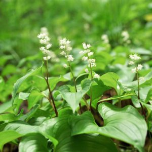 Maianthemum dilatatum, False Lily Of The Valley, May Lily, Canada Mayflower, Maianthemum bifolium ssp. kamtschaticum, Maianthemum bifolium var. kamtschaticum, Maianthemum kamtschaticum