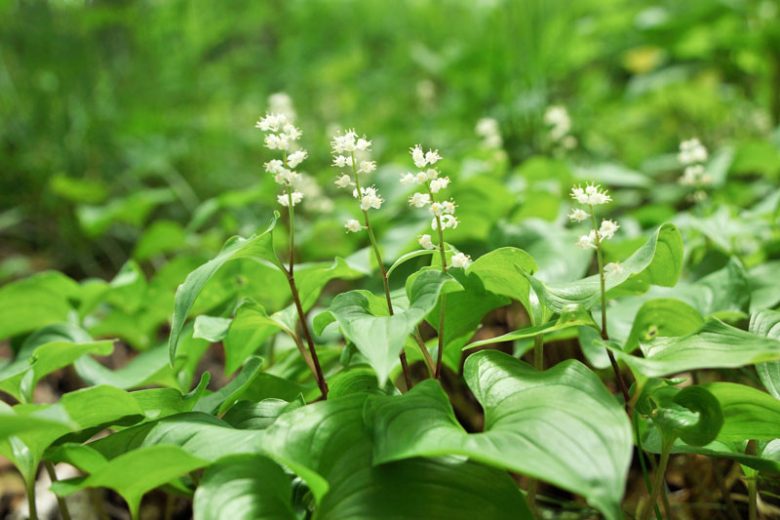 Maianthemum dilatatum, False Lily Of The Valley, May Lily, Canada Mayflower, Maianthemum bifolium ssp. kamtschaticum, Maianthemum bifolium var. kamtschaticum, Maianthemum kamtschaticum