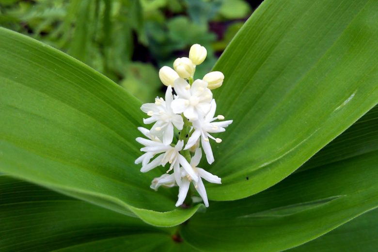 Maianthemum bifolium, False Lily of the Valley, Mayflower, May Lily, One-Blade, One-Leaf, Two-Leaved Lily of the Valley, Wild Lily of the Valley, Smilacina biflora