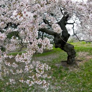 Malus coronaria, American Crabapple, American Crab Apple, Sweet Crabapple, Fragrant Tree, Red fruit, red berries, Winter fruits, White flowers, Pink Flowers