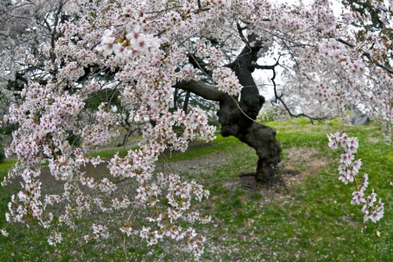 Malus coronaria, American Crabapple, American Crab Apple, Sweet Crabapple, Fragrant Tree, Red fruit, red berries, Winter fruits, White flowers, Pink Flowers