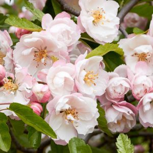Malus ioensis 'Plena', Betchel’s Crabapple, Crabapple 'Plena', Crab Apple 'Plena', Pink Crabapple