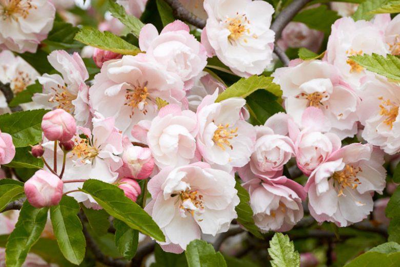 Malus ioensis 'Plena', Betchel’s Crabapple, Crabapple 'Plena', Crab Apple 'Plena', Pink Crabapple