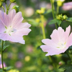 Malva moschata, Musk Mallow, Pink Flowers
