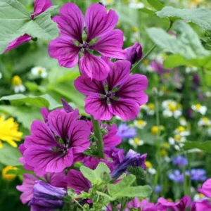 Malva sylvestris var. mauritiana 'Mystic Merlin', Mallow 'Mystic Merlin', French Mallow 'Mystic Merlin', Hollyhock Mallow 'Mystic Merlin', Pink flowers, Purple Flowers,