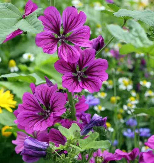 Malva sylvestris var. mauritiana 'Mystic Merlin', Mallow 'Mystic Merlin', French Mallow 'Mystic Merlin', Hollyhock Mallow 'Mystic Merlin', Pink flowers, Purple Flowers,