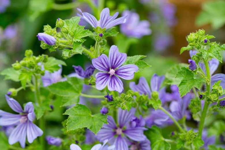 Malva sylvestris var. mauritiana 'Primley Bluen', Mallow 'Primley Blue', French Mallow 'Primley Blue', Hollyhock Mallow 'Primley Blue', Blue flowers, Purple Flowers,