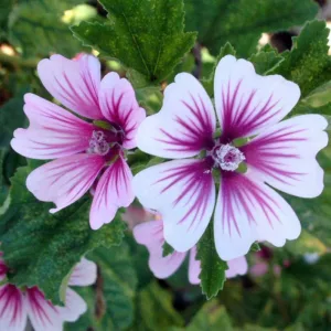 Malva sylvestris var. mauritiana 'Zebrina', Mallow 'Zebrina', French Mallow 'Zebrina', Hollyhock Mallow 'Zebrina', Zebra Mallow, Pink flowers, Purple Flowers,