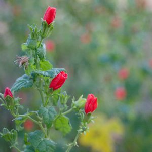 Malvaviscus drummondii, Turk's Cap, Drummond's Turk's Cap, Drummond Turk's Cap, Wax Mallow, Drummond's Wax Mallow, Drummond Wax Mallow, Red Mallow, Texas Mallow, Mexican Apple, Sleeping Hibiscus, Bleeding Hearts, Manzanita, Malvaviscus arboreus var. drummondii