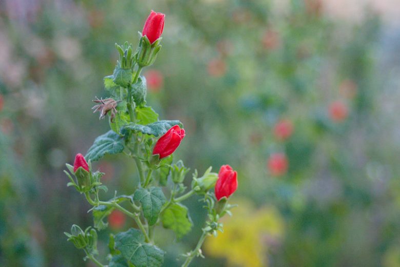Malvaviscus drummondii, Turk's Cap, Drummond's Turk's Cap, Drummond Turk's Cap, Wax Mallow, Drummond's Wax Mallow, Drummond Wax Mallow, Red Mallow, Texas Mallow, Mexican Apple, Sleeping Hibiscus, Bleeding Hearts, Manzanita, Malvaviscus arboreus var. drummondii