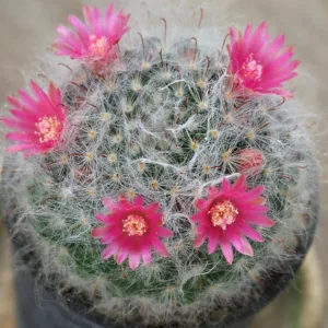 Mammillaria bocasana, Powder Puff Cactus, Powder Puff Pincushion, Fish-Hooks, Snowball Cactus, Cactus bocasanus, Chilita bocasana, Ebnerella bocasana, Krainzia bocasana, Neomammillaria bocasana, small Succulents, Small Cactus