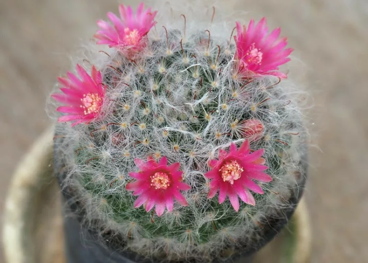 Mammillaria bocasana, Powder Puff Cactus, Powder Puff Pincushion, Fish-Hooks, Snowball Cactus, Cactus bocasanus, Chilita bocasana, Ebnerella bocasana, Krainzia bocasana, Neomammillaria bocasana, small Succulents, Small Cactus
