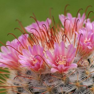 Mammillaria bombycina, Silken Pincushion, Chilita bombycina, Ebnerella bombycina, Escobariopsis bombycina,Neomammillaria bombycina, Small Succulents, Small Cactus