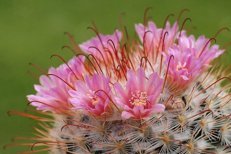 Mammillaria bombycina, Silken Pincushion, Chilita bombycina, Ebnerella bombycina, Escobariopsis bombycina,Neomammillaria bombycina, Small Succulents, Small Cactus