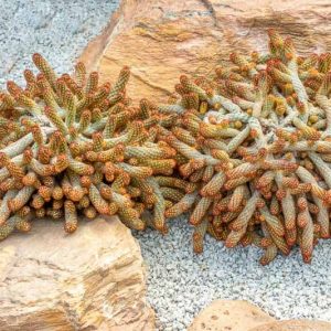 Mammillaria elongata, Lady Fingers, Golden Stars, Chilita elongata, Krainzia elongata, Leptocladia elongata, Leptocladodia elongata, Neomammillaria elongata, small Succulents, Small Cactus