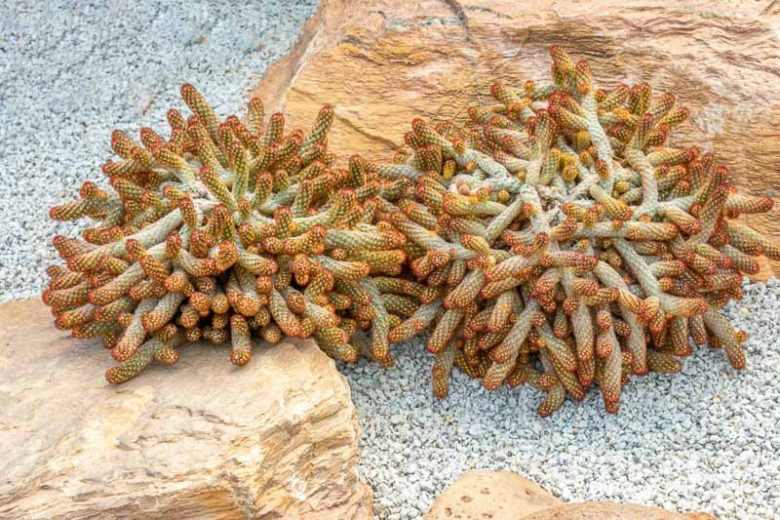 Mammillaria elongata, Lady Fingers, Golden Stars, Chilita elongata, Krainzia elongata, Leptocladia elongata, Leptocladodia elongata, Neomammillaria elongata, small Succulents, Small Cactus